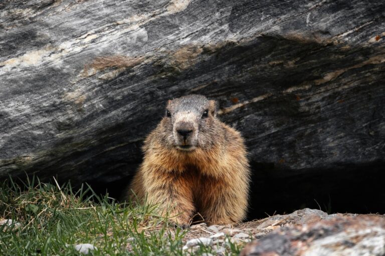 Marmota bat Tiroleko lurretan, Austrian 20250203